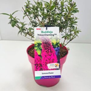 Buddleja Buddleja dav. 'Prince Charming' C5
(1 Plants/Order)(23cmP 50cmH)