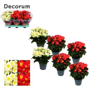 Begonia Valentino Pink Begonia ''Valentino Mix'' Decorum
(6 Plants/Order)(14cmP 32cmH)