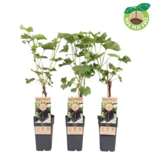 Vitis vinifera Vanessa', P15 (pitloos) geënt
(10 Plants/Order)(15cmP 50cmH)