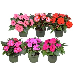 Impatiens Tamarinda Impatiens New Guinea MIXKAR
(6 Plants/Order)(13cmP 25cmH)