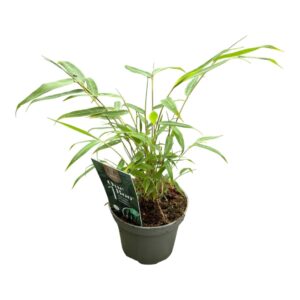 Fargesia robusta Pingwu Fargesia robusta 'Pingwu' - One Boo™ Wall P10
(9 Plants/Order)(10cmP 20cmH)