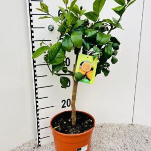 Citrus limon Citrus limone Lemon on stem
(1 Plants/Order)(19cmP 65cmH)