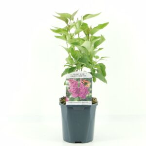 Syringa Andenken an Ludwig Syringa vulg. Ludwig Späth
(6 Plants/Order)(17cmP 45cmH)