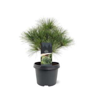 Pinus strobus Radiata Pinus strobus 'Radiata'
(1 Plants/Order)(19cmP 35cmH)