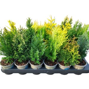 conifers conifers other mixed
(18 Plants/Order)(9cmP 20cmH)