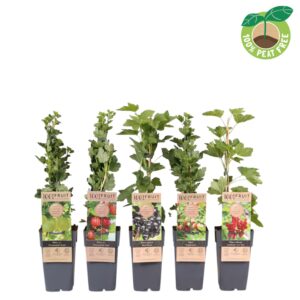 Ribes Ribes mix laag, P15
(10 Plants/Order)(15cmP 50cmH)