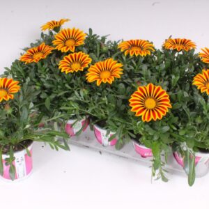 Gazania Big Kiss Yellow Flame Gazania Rigens P12 BigKiss - Yellow Flame
(8 Plants/Order)(12cmP 25cmH)