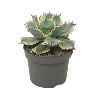 Agave potatorum Agave potatorum variegata 13 cm
(4 Plants/Order)(13cmP 20cmH)