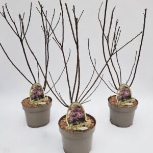 Cotinus Royal Purple Cotinus coggygria 'Royal Purple'
(1 Plants/Order)(20cmP 45cmH)