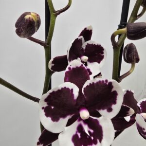 Phalaenopsis other Limited 03 Week 21
(10 Plants/Order)(12cmP 65cmH)