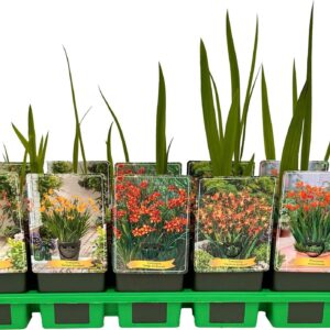 Crocosmia other Crocosmia mix laag P11
(10 Plants/Order)(11cmP 25cmH)