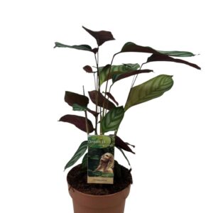 Ctenanthe Compactstar Ctentanthe Compactstar
(1 Plants/Order)(17cmP 65cmH)