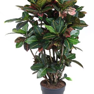 Codiaeum Petra Codiaeum Petra busch P31
(1 Plants/Order)(31cmP 140cmH)