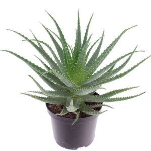 Aloe arborescens Aloe arborescens-NOT CERTIFIED
(3 Plants/Order)(19cmP 45cmH)