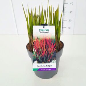 Imperata cylindrica Red Imperata cyl. 'Red Baron' C5
(1 Plants/Order)(23cmP 40cmH)