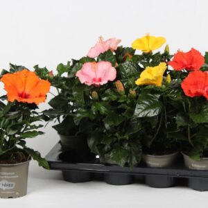 Hibiscus Hibiscus budget mix
(8 Plants/Order)(13cmP 38cmH)