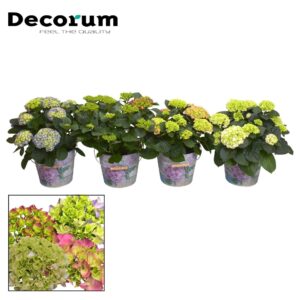 Hydrangea macrophylla Hydrangea ball diverse Colours 7 - 12 kop in Bucket (Decorum)
(1 Plants/Order)(23cmP 45cmH)