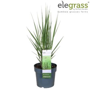 Panicum virgatum Panicum virgatum Blue Fountain P23
(1 Plants/Order)(23cmP 70cmH)