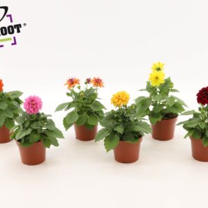 Dahlia Dahlia (MIX PER LAAG OF PER KAR)
(8 Plants/Order)(12cmP 25cmH)