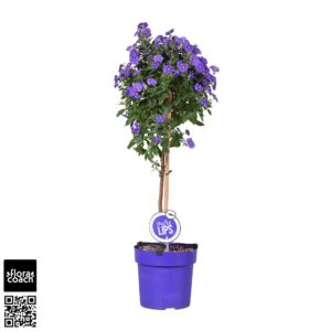 Solanum Blue Fountain MoreLIPS® Solanum Rantonetti 'Blue Fontain' op stam
(1 Plants/Order)(19cmP 75cmH)