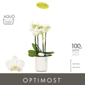 Phalaenopsis Multiflora Optimost Amabilis Starrion 4 spike in Molise White Aquo
(6 Plants/Order)(12cmP 45cmH)