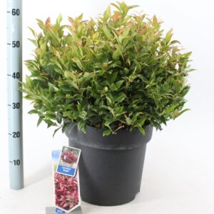 Leucothoe axillaris Zeblid Leucothoe 'Zeblid'
(1 Plants/Order)(32cmP 50cmH)