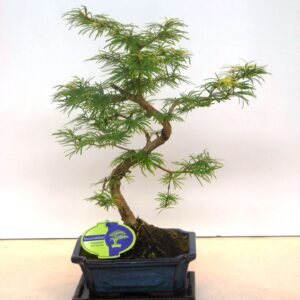 Pseudolarix amabilis pseudolarix amabilis 20 cm shape with driptray
(5 Plants/Order)(19cmP 35cmH)