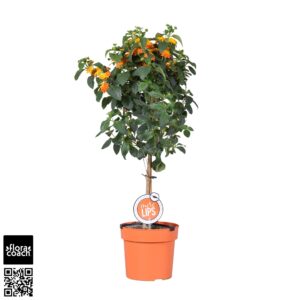 Lantana camara MoreLIPS® Lantana orange and dark yellow op stam
(1 Plants/Order)(19cmP 75cmH)