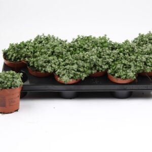Helichrysum Silver Mist Helichrysum Micro
(12 Plants/Order)(10.5cmP 15cmH)