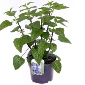 Salvia Black & Bloom Salvia hybr. Black & Bloom
(6 Plants/Order)(17cmP 50cmH)