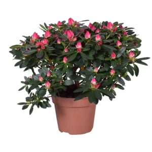 Rhododendron Tamira Azalea 'Tamira' red 14cm
(6 Plants/Order)(14cmP 30cmH)