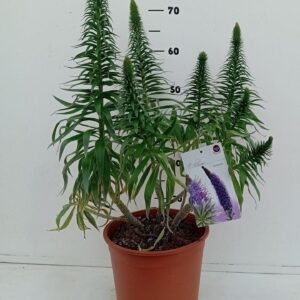 Echium webbii Echium webbii
(1 Plants/Order)(24cmP 40cmH)