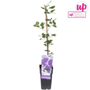 Clematis jackmanii Jackmanii Clematis Jackmanii P15
(10 Plants/Order)(15cmP 65cmH)