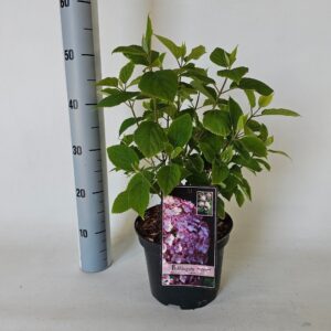 Hydrangea arborescens Hydrangea arborescens candybelle Bubblegum 4
(1 Plants/Order)(21cmP 45cmH)