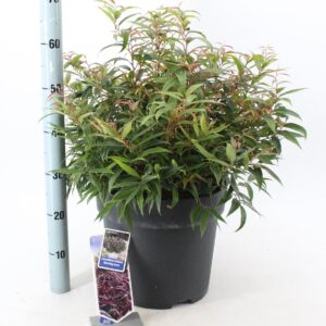 Leucothoe Burning Love Leucothoë keiskei 'Burning Love'
(1 Plants/Order)(32cmP 50cmH)
