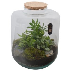 Arrangementen PTTER8127 Arrangement terrarium in glazen terrarium
(2 Plants/Order)(22cmP 30cmH)