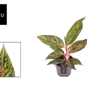 Aglaonema other Aglaonema Pepper Bells
(6 Plants/Order)(12cmP 40cmH)