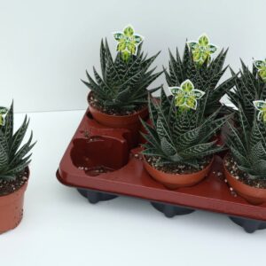 Aloe Tiki Tahi Aloe Tiki Tahi P12 >100
(6 Plants/Order)(12cmP 23cmH)