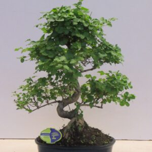 Bonsai dwergvorm loofhout Ligustrum sinensis, 32cm., shape, with drip tray
(2 Plants/Order)(32cmP 50cmH)