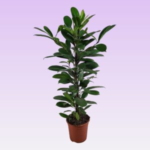 Ficus cyathistipula Ficus cyathistipula 105cm
(1 Plants/Order)(21cmP 105cmH)