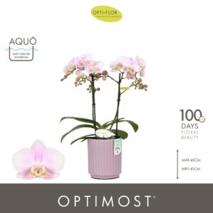 Phalaenopsis Angel Eyes Optimost 2 spike in Molise Lilac Aquo
(6 Plants/Order)(12cmP 45cmH)