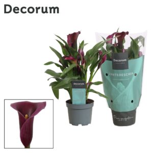 Zantedeschia Paco Zantedeschia (Calla) purple (Decorum)
(12 Plants/Order)(10.5cmP 30cmH)