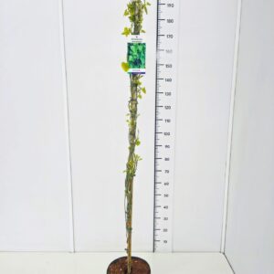 Aristolochia macrophyll Aristolochia macrophylla 150-175C10
(1 Plants/Order)(28cmP 170cmH)
