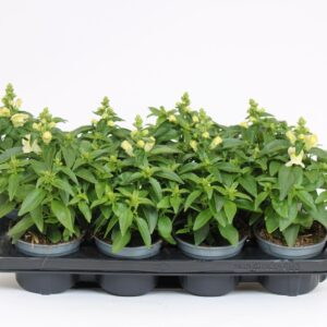 Antirrhinum majus other Antirrhinum majus White
(8 Plants/Order)(12cmP 40cmH)