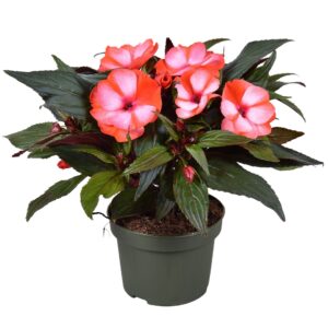 Impatiens Tamarinda Red Bicolor Impatiens New Guinea BICOLOR
(6 Plants/Order)(13cmP 25cmH)