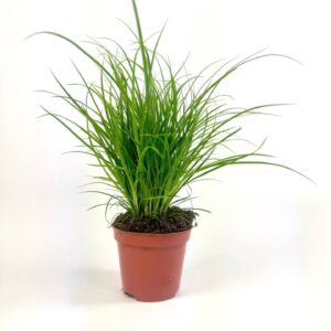 Carex brunnea Carex brunnea (groen) p8
(21 Plants/Order)(8cmP 20cmH)