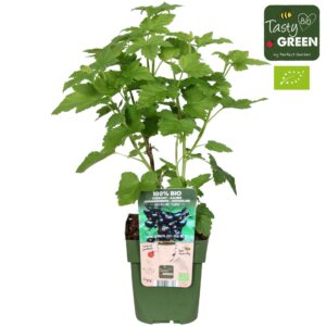 Ribes nigrum Ribes nigrum Titania Bio P13
(10 Plants/Order)(13cmP 30cmH)