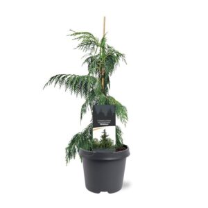 Chamaecyparis nootkat Chamaecyparis nootk. 'Pendula'
(1 Plants/Order)(19cmP 45cmH)
