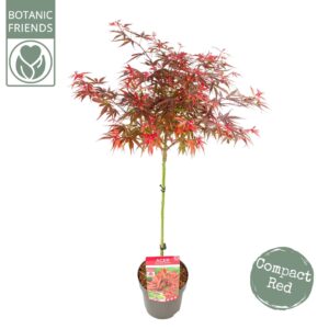 Acer palmatum Shaina Acer palm. 'Shaina'
(1 Plants/Order)(19cmP 90cmH)