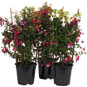 Fuchsia Fuchsia SALOU in rek, 2 Types
(1 Plants/Order)(19cmP 75cmH)